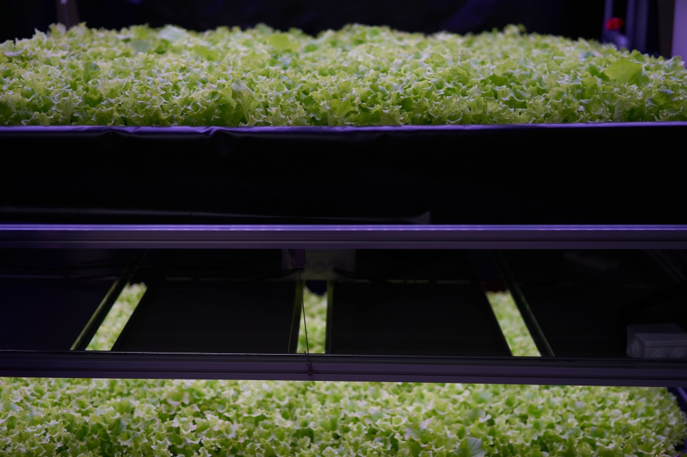 Salad is cultivated at the vertical plant farm 'Nordic Harvest', based in Taastrup, a suburb west of Copenhagen, on November 20, 2020. AFP / Thibault Savary 