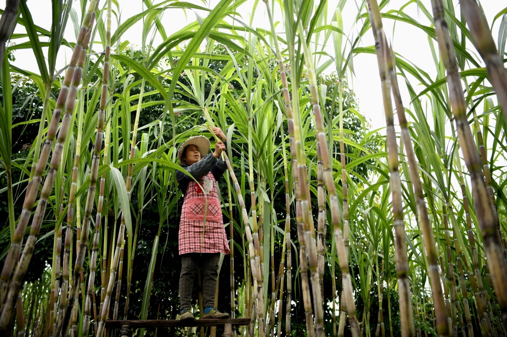 A sugarcane farmer at Zhongba, a small island near to the southwestern city of Chongqing. AFP / NOEL CELIS