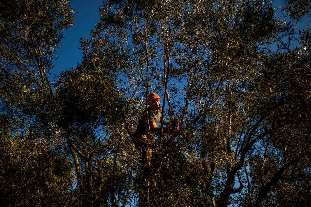 Nikos Argirakis gathers olives in his olive grove in village Aghios Andreas, about 300 kilometers from Athens, on December 16, 2020. AFP / Angelos Tzortzinis 