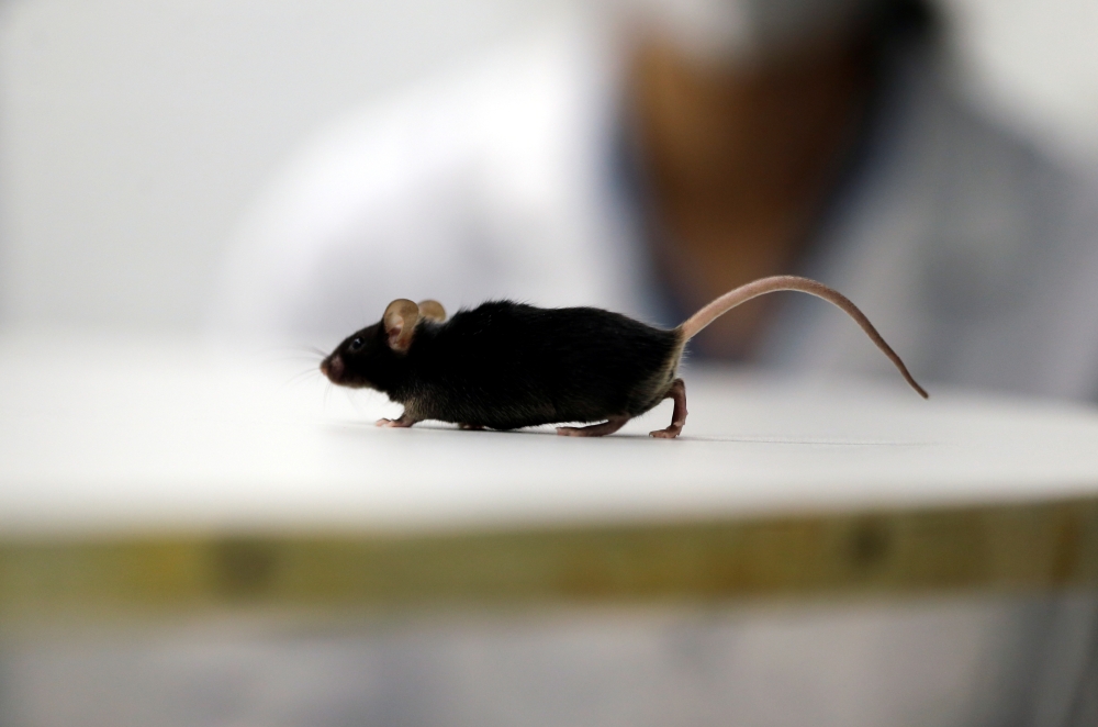 A mouse which recovered from paralysis is seen in a lab at Ruhr University, where scientists discovered a way to restore the ability to walk in mice that had been paralysed after a complete spinal cord injury, in Bochum, Germany, January 21, 2021. Reuters