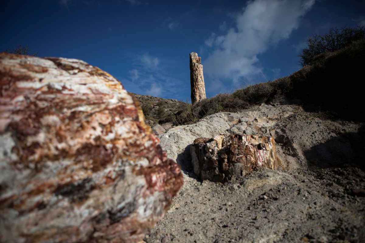 Fossilised trees are seen at the Petrified Forest National Park on the island of Lesbos, Greece, January 21, 2021. Picture taken January 21, 2021. REUTERS/Elias Marcou
