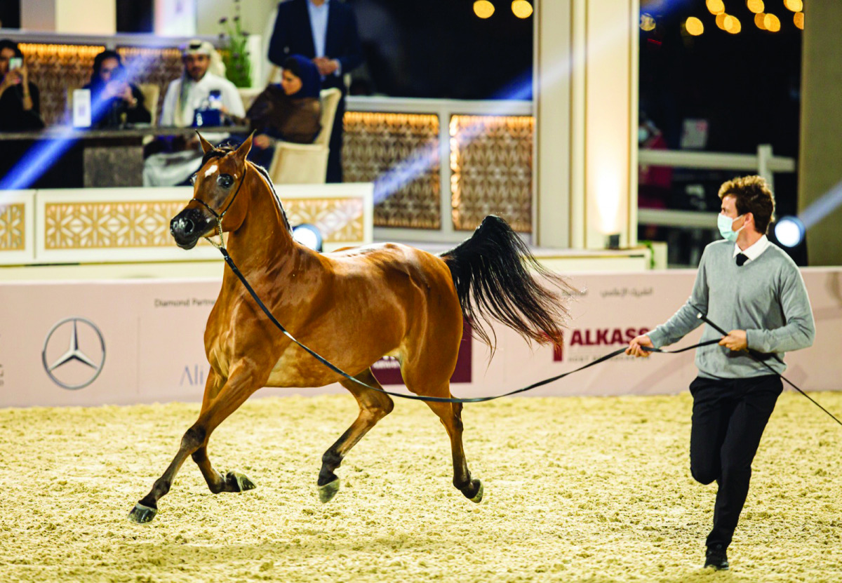 One of the horses in action during the Katara Purebred Arabian Horses - Qualifiers Auction, part of the Katara International Arabian Horse Festival at Katara’s esplanade yesterday.