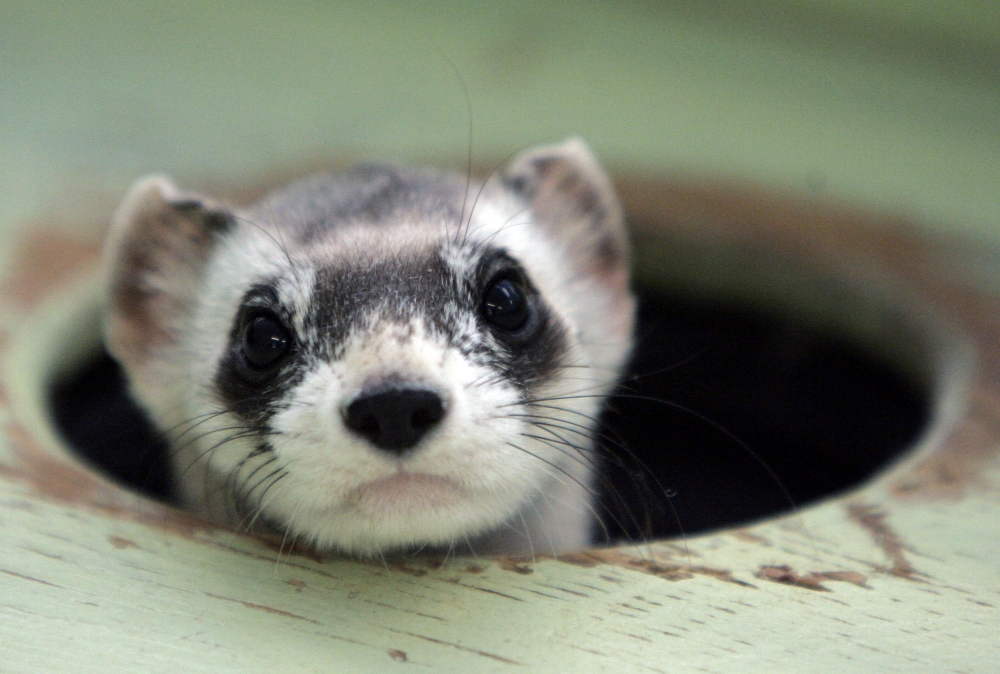 File photo: Bert, a male black-footed ferret peers out from a burrow in a cage at the US Fish and Wildlife Service National Black-footed Ferret Conservation Center in Wellington, Colorado April 11, 2007. Reuters/Rick Wilking/File Photo