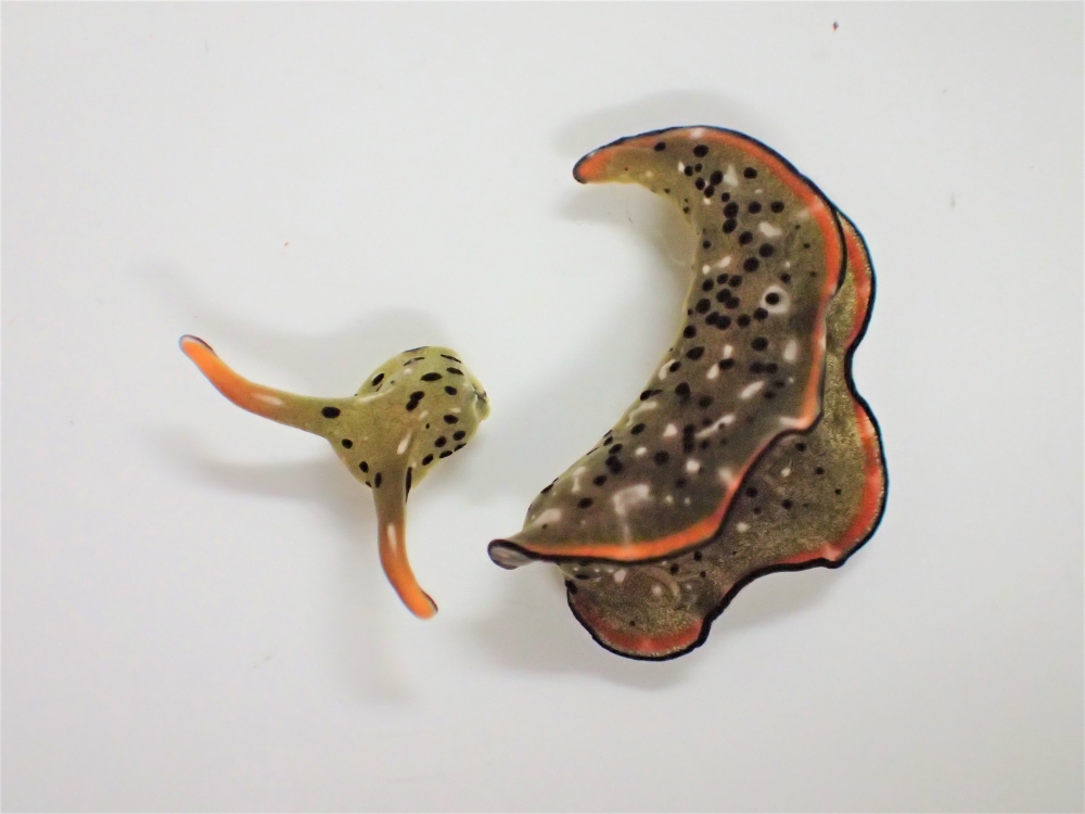 An Elysia marginata, a species of sea slug, after shedding its body and its self-decapitated head is seen in this handout photo taken at the laboratory at Nara Women's University in Japan on September 2, 2020, released by university graduate school studen