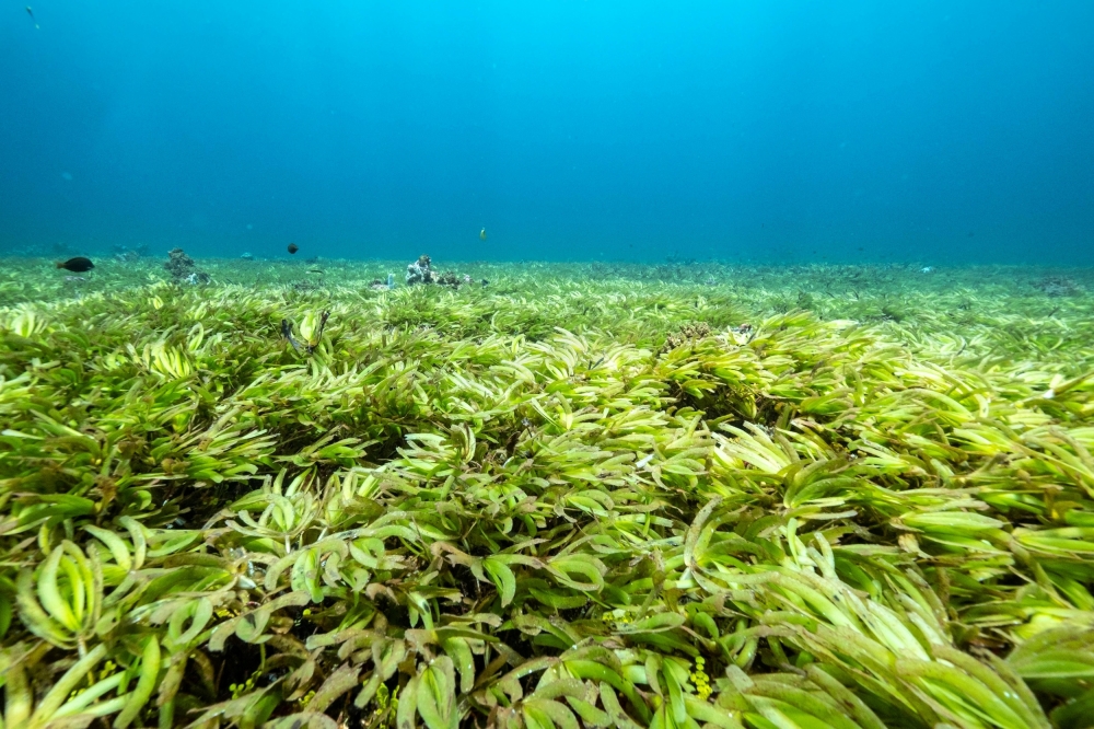 Seagrass are seen in the Indian Ocean above the world's largest seagrass meadow and one of the biggest carbon sinks in the high seas, at the Saya de Malha Bank within the Mascarene plateau, Mauritius March 20, 2021. Picture taken March 20, 2021. Tommy Tre