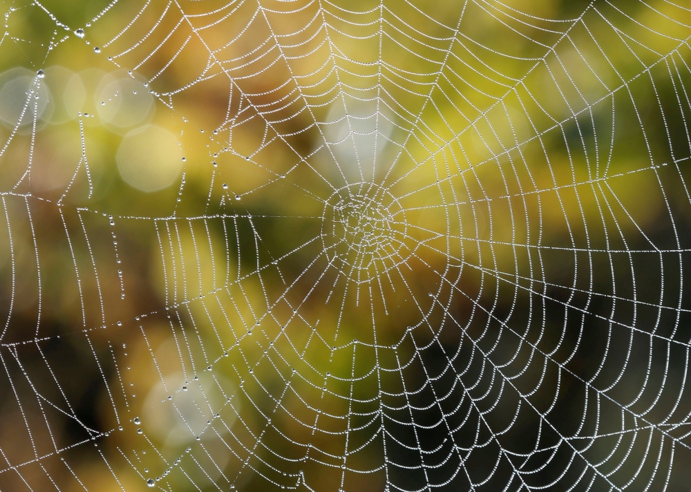 Drops of water are seen on a spider's web during harvest at Chateau du Pavillon in Sainte-Croix-Du-Mont vineyard, France, October 22, 2018. REUTERS/Regis Duvignau/File Photo