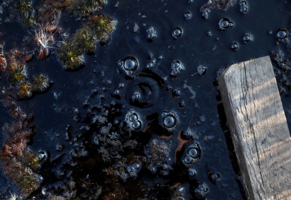 Methane bubbles are seen in an area of marshland at a research post at Stordalen Mire near Abisko, Sweden, August 1, 2019. Reuters/Hannah McKay/File Photo
