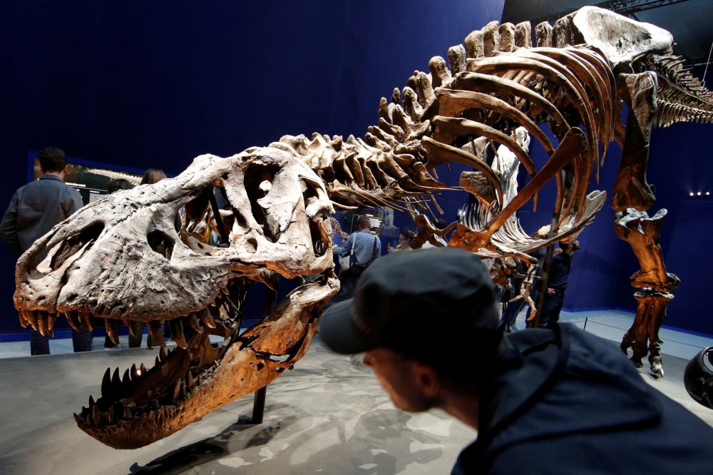 Visitors look at a 67 million year-old skeleton of a Tyrannosaurus rex dinosaur named Trix during the first day of the exhibition 