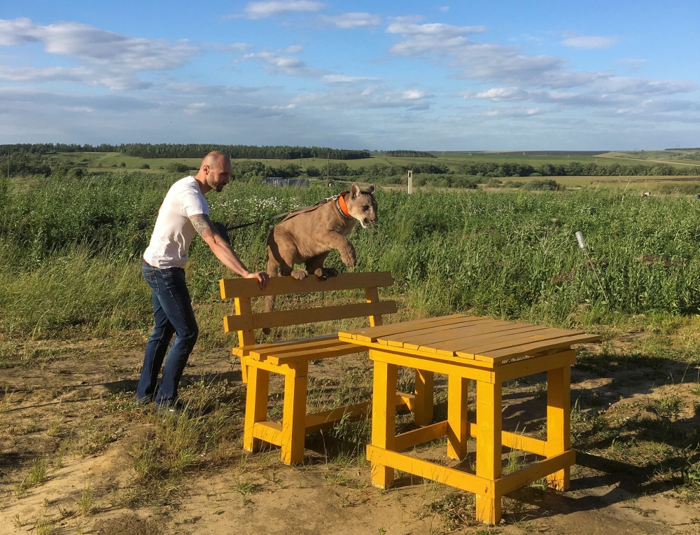 Aleksandr Dmitriev plays with his family pet Messi, a two-year-eight-month-old cougar, in the town of Penza, Russia June 21, 2018. Reuters/Sudipto Ganguly/File Photo
