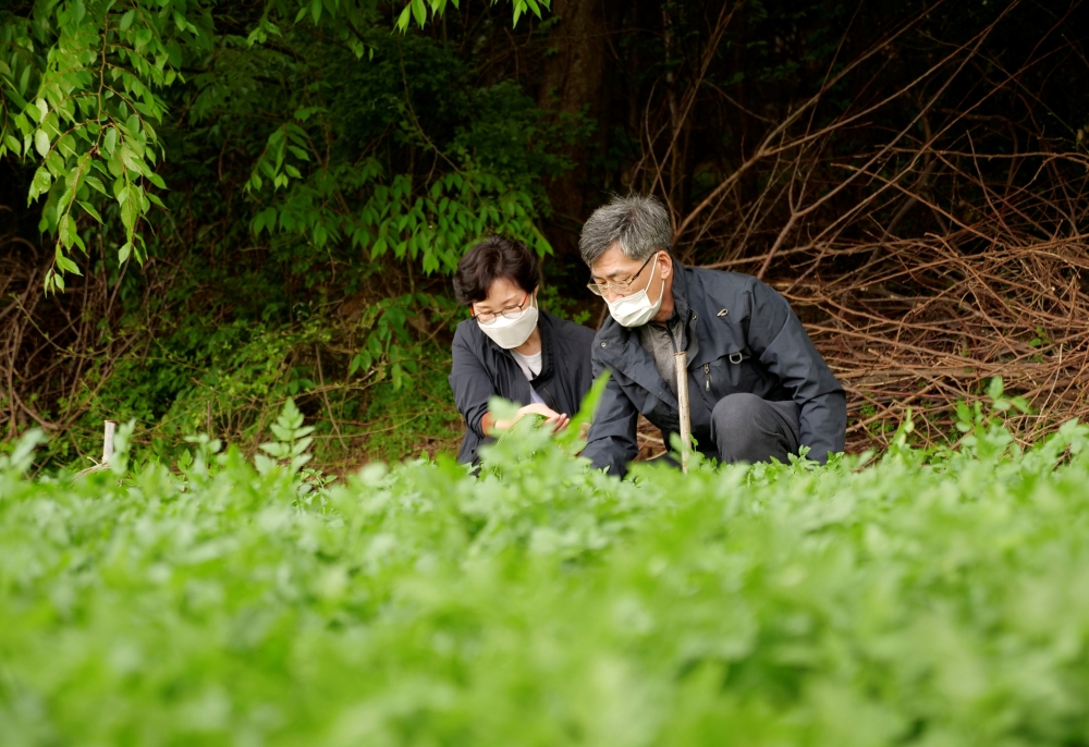 A farmer Ham Byoung-gab and his wife Lim Mi-seon work at their minari (water parsley) farm in Siheung, South Korea, April 26, 2021. REUTERS/Daewoung Kim