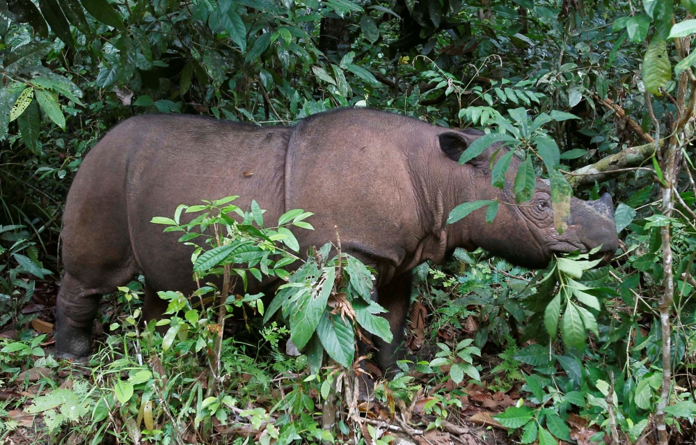 Ratu, a 8 year-old female Sumatran rhinoceros (Dicerorhinus sumatrensis) is seen at the Sumatran Rhino Sanctuary (SRS) in the Way Kambas National Park, Lampung province May 20, 2010. REUTERS/Supri/File Photo