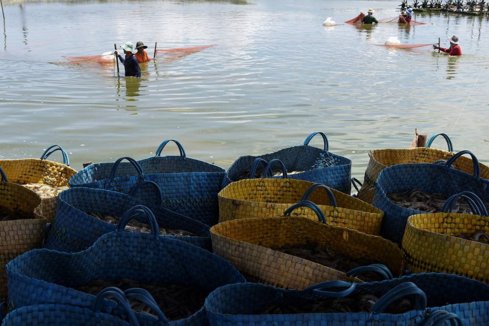 Shrimp farmers harvest in a pool in Soc Trang province, Vietnam, April 27, 2021. Picture taken April 27, 2021. REUTERS/Thanh Hue