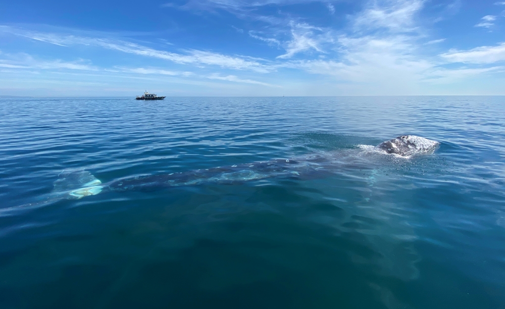 Wally, the 15 month old gray whale, swims in the Mediterranean Sea past the coast of Argeles-Sur-Mer, France, May 6, 2021. Picture taken May 6, 2021. REUTERS/Alexandre Minguez