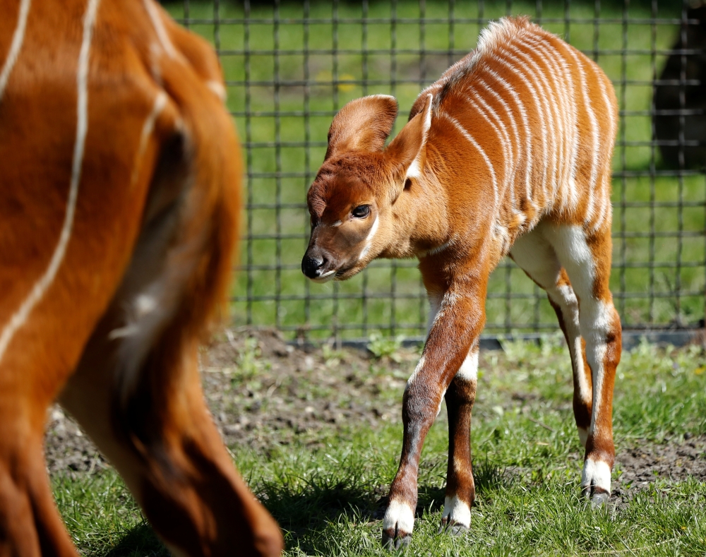 A newborn mountain bongo, the largest of African forest antelopes, is seen in the Warsaw Zoo, Poland May 6, 2021. Picture taken May 6, 2021. REUTERS/Kacper Pempel