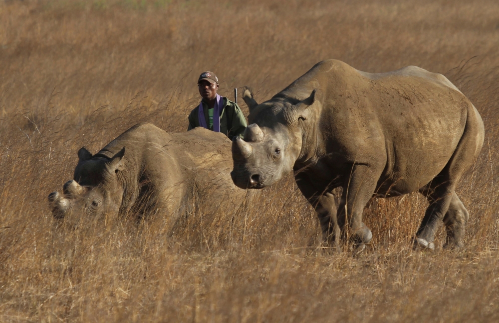 A ranger walks behind a pair of black rhinoceros at the Imire Rhino and Wildlife Conservation Park near Marondera, east of the capital Harare, September 22, 2014. The population of the species has dwindled due to poaching activities. REUTERS/Philimon Bula