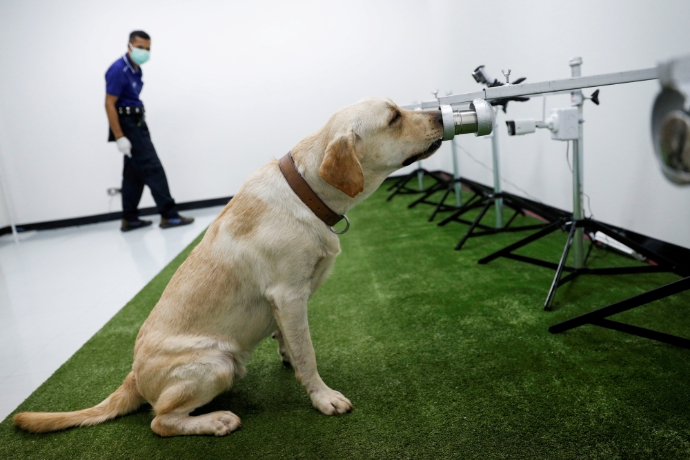 A dog that has been trained to sniff out the coronavirus disease (COVID-19), screens a sweat sample at Chulalongkorn University, in Bangkok, Thailand May 21, 2021. Reuters/Jorge Silva