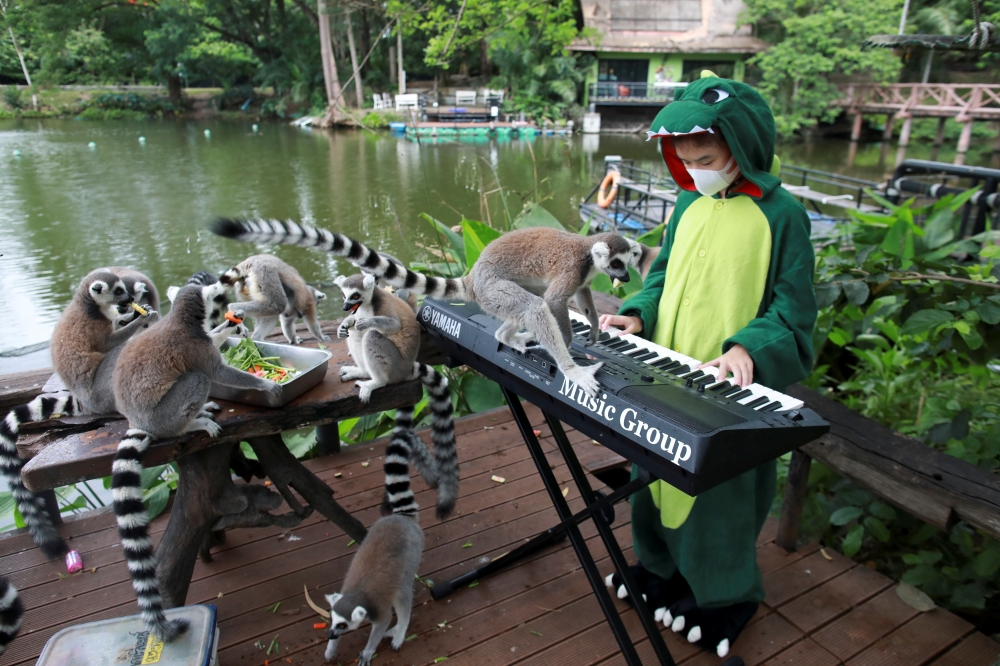 Lemurs are seen as Seenlada Supat, 11, plays keyboard for animals amid the coronavirus disease (COVID-19) outbreak, at a zoo in Chonburi, Thailand May 26, 2021. Reuters/Soe Zeya Tun