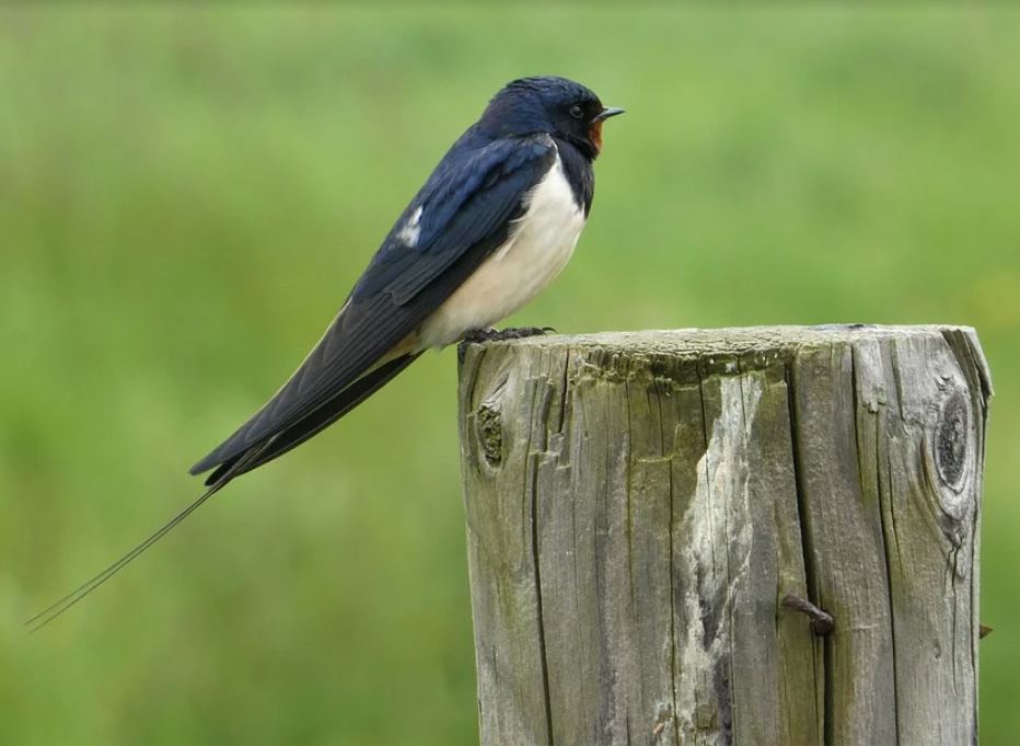 Representational image