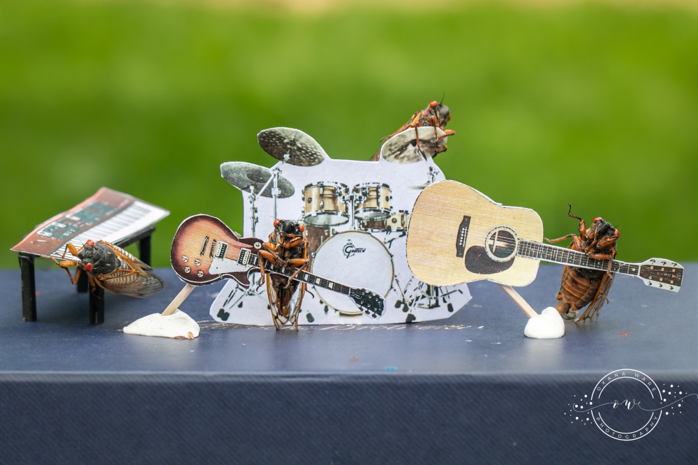 Cicadas are posed in a band scene by Virginia photographer and cicada enthusiast Oxana Ware in Arlington, Virginia, US, in this May 2021 handout photo. Oxana Ware/Handout via Reuters 