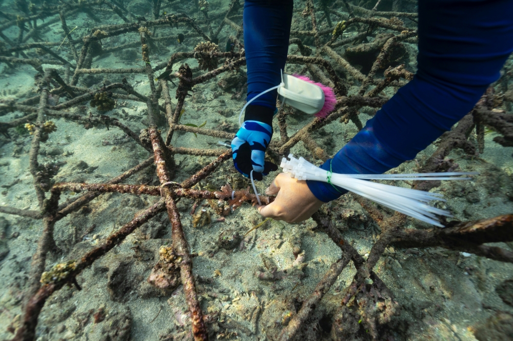 Pariama Hutasoit, a 52-year-old coral reef conservationist, uses cable ties to attach a piece of coral into the structure known as Reef Star, which are steel rods coated with sand, at a coral reef garden in Nusa Dua, Bali, Indonesia, May 28, 2021. Picture