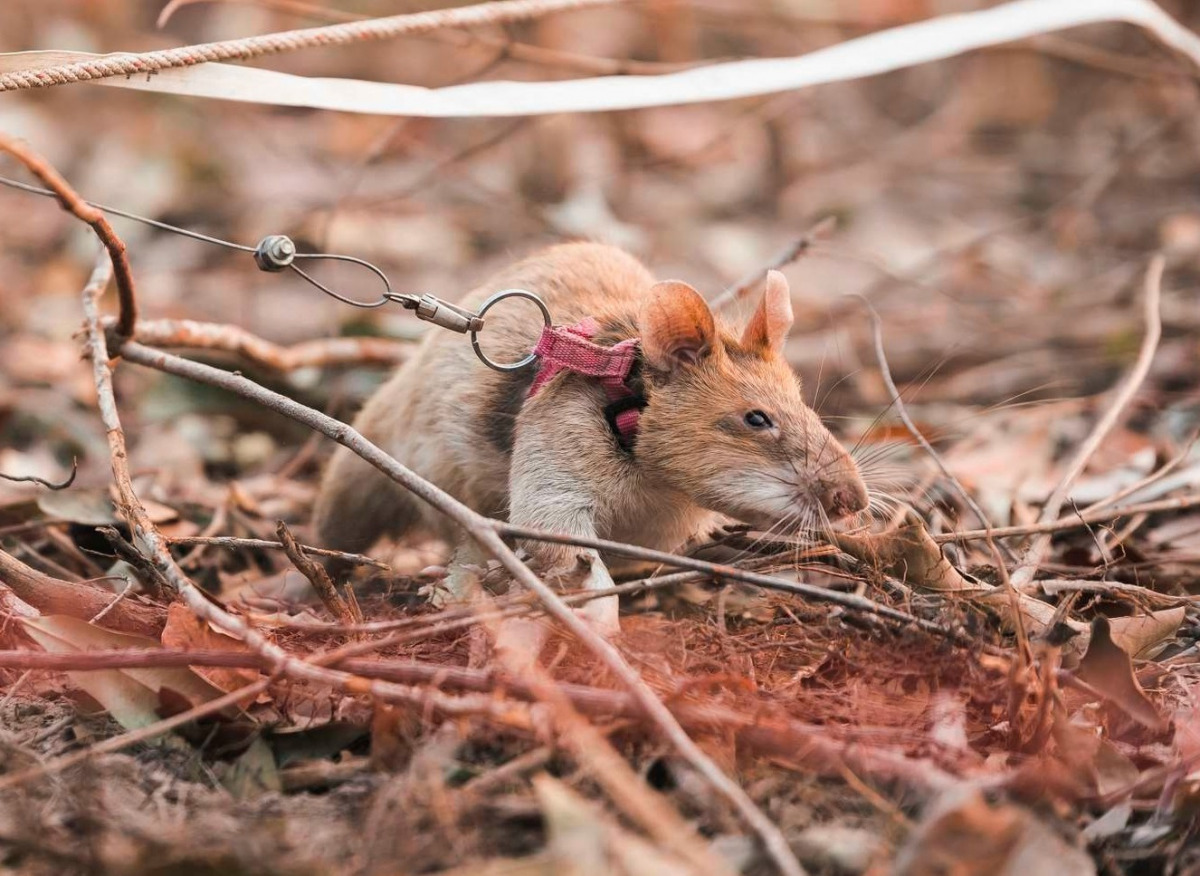 Picture: Twitter / APOPO