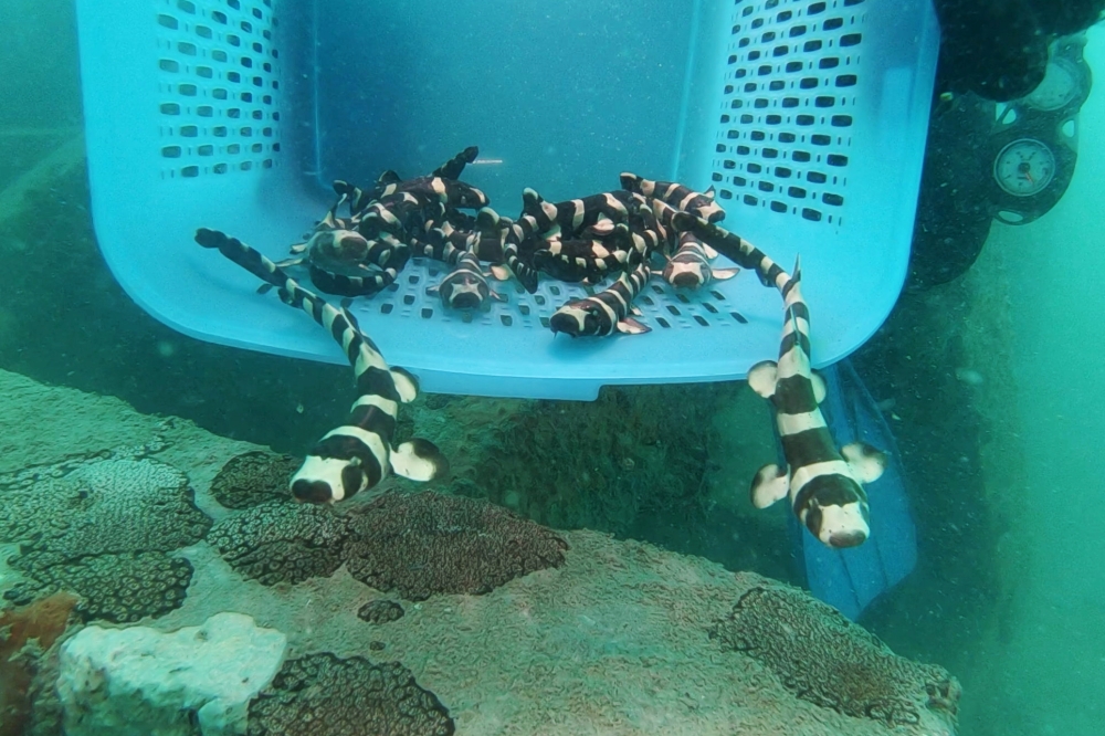 A conservationist from the marine fisheries research centre in Thailand's east coast holds brownbanded bamboo sharks before they are released into the sea, in an effort to increase the population of the sharks, which numbers have been decreasing in recent