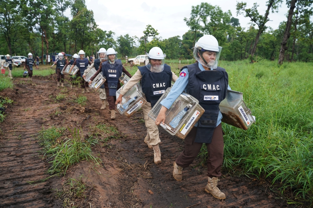 Handlers carry mine detection rats in their transport cages to work in an area being demined in Preah Vihear province, Cambodia, June 11, 2021. Picture taken June 11, 2021. REUTERS/Cindy Liu