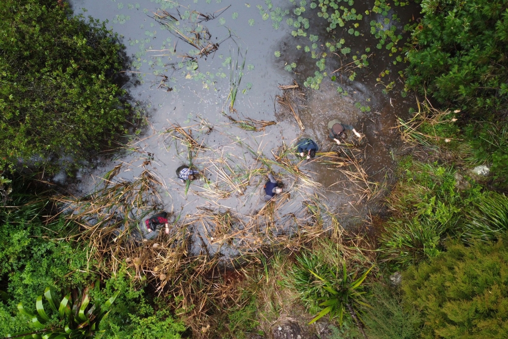 University of Newcastle professor Michael Mahony and field assistants search for frogs at a pond in Cooranbong, Australia, June 3, 2021. Picture taken June 3, 2021 with a drone. REUTERS/James Redmayne