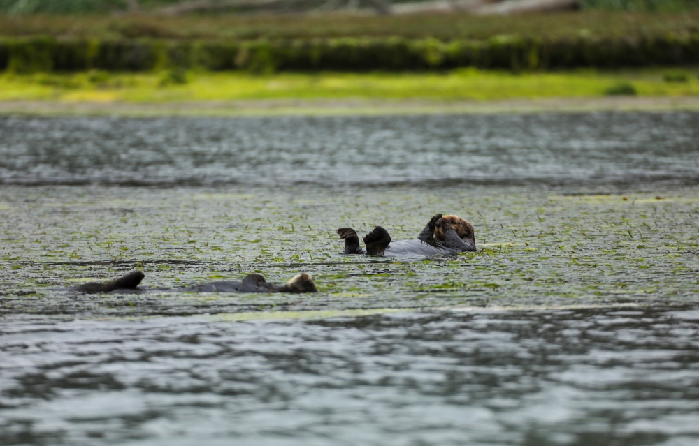 A pair of sea otters rests in the eelgrass in the Elkhorn Slough in Moss Landing, California, U.S. May 14, 2021. Picture taken May 14, 2021. REUTERS/Nathan Frandino