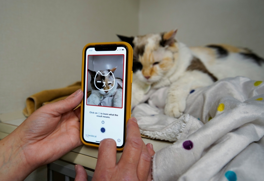 Dr. Liz Ruelle uses a new app called Tably that reads cat's faces and helps her monitor a cat's health at the Wild Rose Cat clinic in Calgary, Alberta, Canada, July 14, 2021. Photo taken July 14, 2021. Reuters/Todd Korol