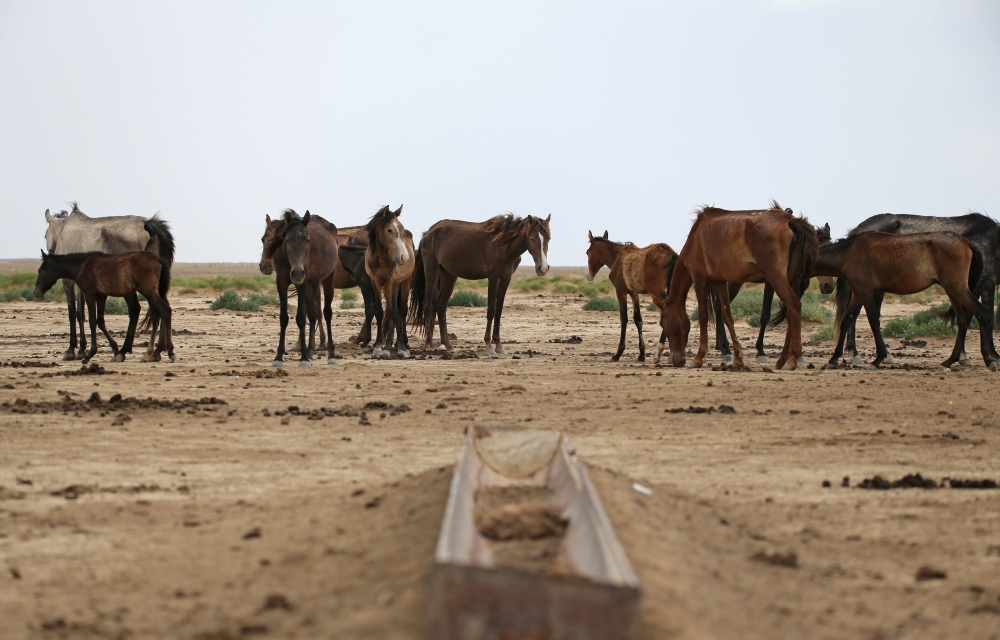 Horses graze in the steppe outside the village of Akshymyrau amid severe drought in Mangistau Region, Kazakhstan July 27, 2021. Picture taken July 27, 2021. REUTERS/Pavel Mikheyev