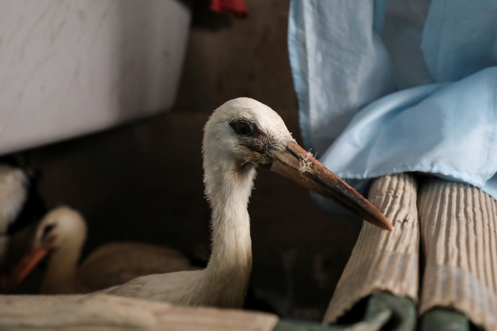 A stork affected by a wildfire north of Athens, is seen at the Hellenic Wildlife Care Association ANIMA's first aid centre, in Athens, Greece, August 8, 2021. Picture taken August 8, 2021. REUTERS/Louiza Vradi

