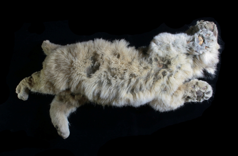 A cave lion cub named Boris, which was found preserved in Siberia's permafrost, is seen in this undated photo taken in 2020, in Yakutsk, Russia. REUTERS/Innokenty Pavlov