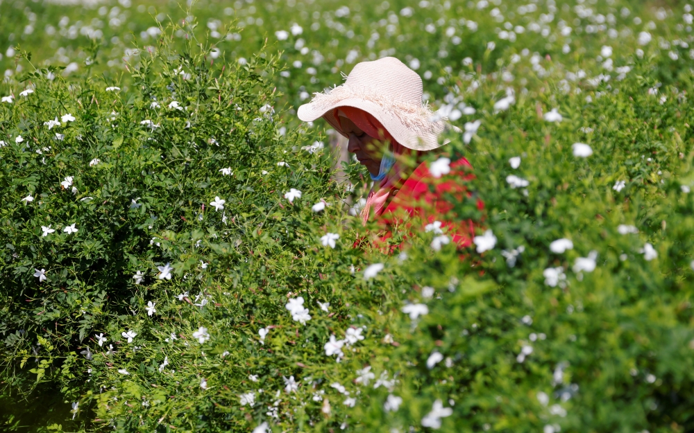 A picker harvests jasmine flowers to be used to make Chanel No. 5 perfume at the Mul family fields in Pegomas near Grasse, in southern France, August 26, 2021. Picture taken August 26, 2021. REUTERS/Eric Gaillard