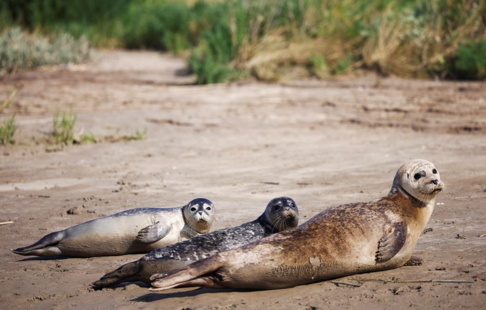 Harbour seals are seen at the waters edge in Pegwell Bay, ahead of the Annual Thames seal survey carried out by the Zoological Society of London, in Ramsgate, Britain, August 5, 2021. REUTERS/Henry Nicholls