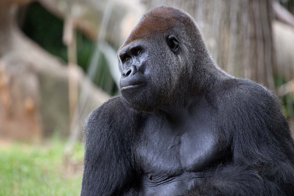 Representational picture of Western lowland gorillas at Zoo Atlanta