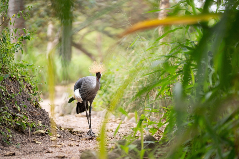 A grey crowned crane is seen at the Umusambi Village, a sanctuary for endangered cranes in Kigali, Rwanda June 21, 2021. Picture taken June 21, 2021. REUTERS/Cedric Karemangingo 