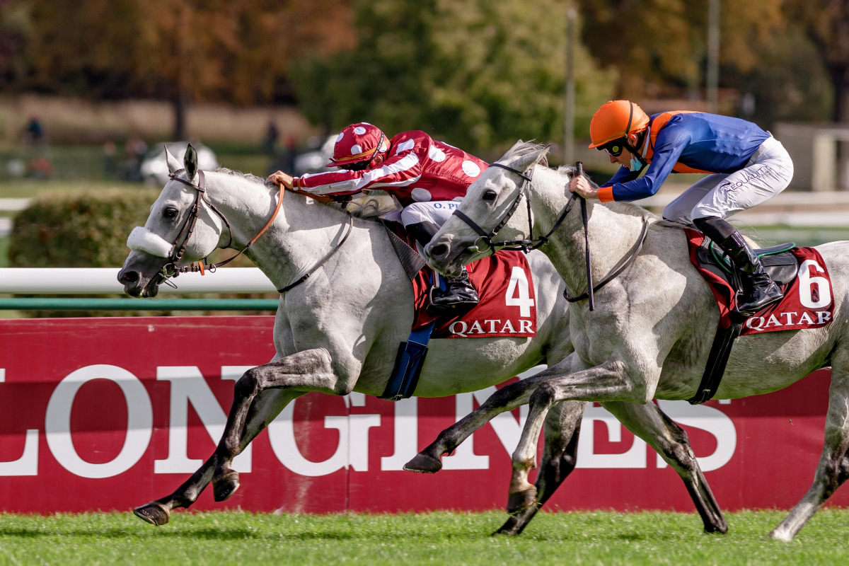 Tayf (left) - winner of Qatar Arabian World Cup 2020. 