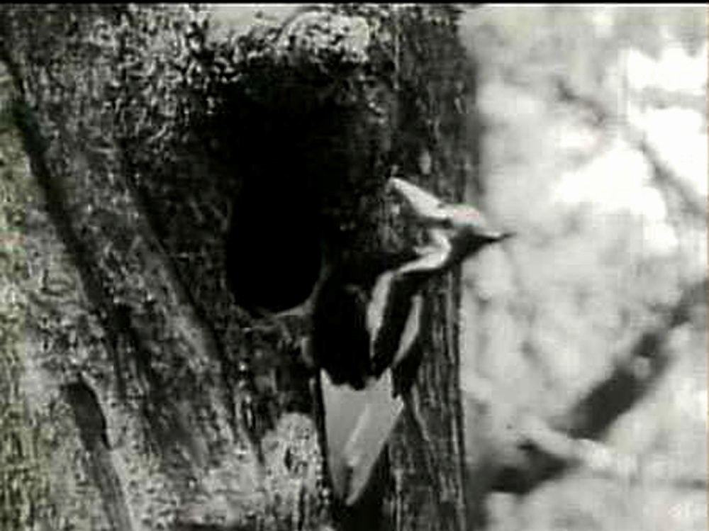 FILE PHOTO: The ivory-billed woodpecker was believed to have been seen in a remote part of Arkansas, ornithologists said on April 28, 2005. Several experts have spotted and heard at least one and possibly more ivory-billed woodpeckers deep in an ancient c