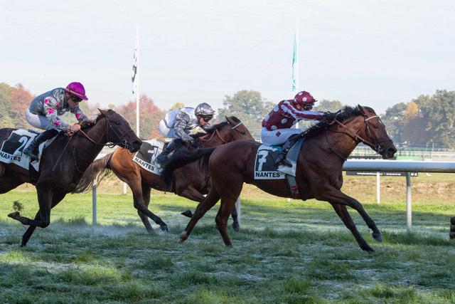 Jockey Julien Guillochon and Gold Player on their way to win the race. Pic: Fabienne Morin