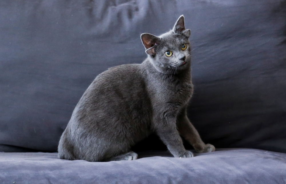 Midas, a four-month-old kitten born with four ears, is pictured at her home in Ankara, Turkey November 19, 2021. REUTERS/Cagla Gurdogan