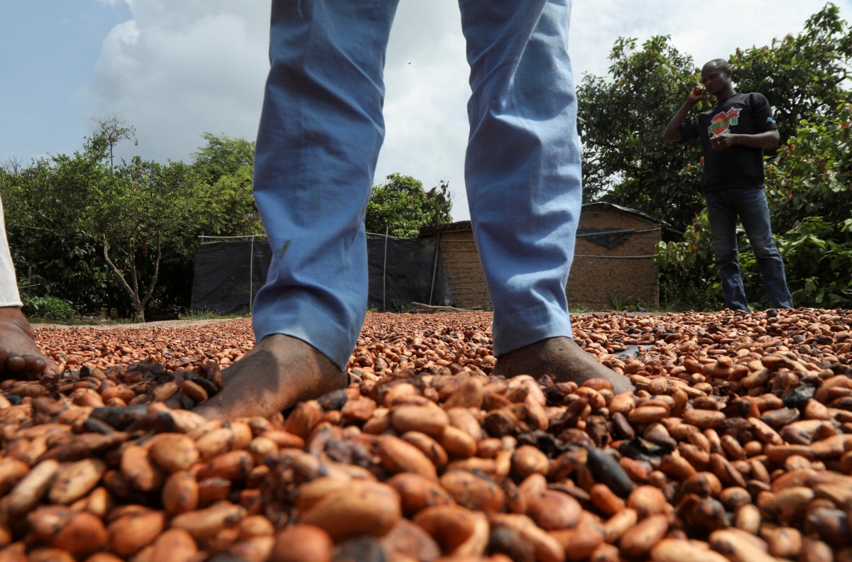 FILE PHOTO: People dry cocoa beans in the Ivorian cocoa farming village of Djigbadji, commonly known as Bandikro or Bandit Town, located inside the Rapides Grah protected forest and destroyed by forest authorities in January 2020, in Soubre, Ivory Coast January 7, 2021. Picture taken January 7, 2021. REUTERS/Luc Gnago/File Photo
