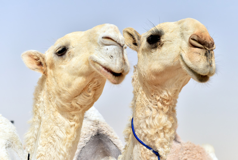 Abdul Basit | The Peninsula