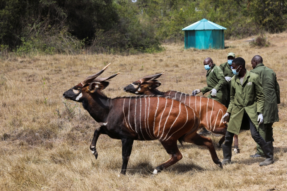 Two out of the five critically endangered Mountain Bongos (Tragelaphus eurycerus isaaci) run after being released into the Mawingu Mountain Bongo Sanctuary near Nanyuki, Kenya, March 9, 2022. Picture taken March 9, 2022. REUTERS/Baz Ratner