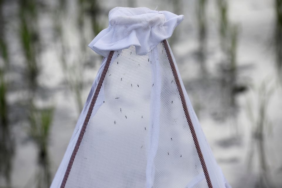 Anopheles mosquitoes are seen in a net placed in a rice field during a test in the use of drone technology in the fight against malaria near Zanzibar City, on the island of Zanzibar, Tanzania, October 30, 2019. REUTERS/Baz Ratner

