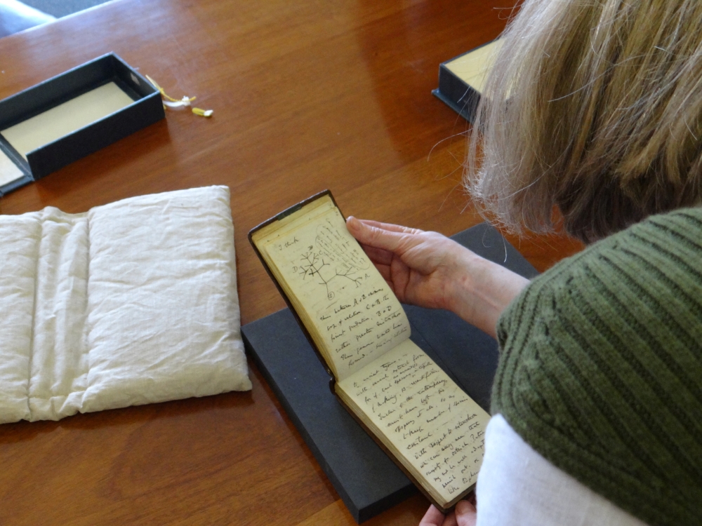 Librarian Jessica Gardner looks at the Tree of Life sketch by British naturalist Charles Darwin from one of his notebooks which have been returned to the library after being reported missing, at the Cambridge University Library in Cambridge, Britain March 14, 2022. Stuart Roberts/Handout via REUTERS