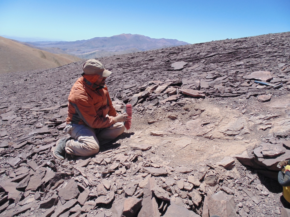 A palaeontologist works at the place where pterosaur fossils were found at 'Tormento' hill in the Atacama desert at Atacama region, Chile, in this undated handout photo provided by the Universidad de Chile on April 4, 2022. Universidad de Chile/Handout via REUTERS