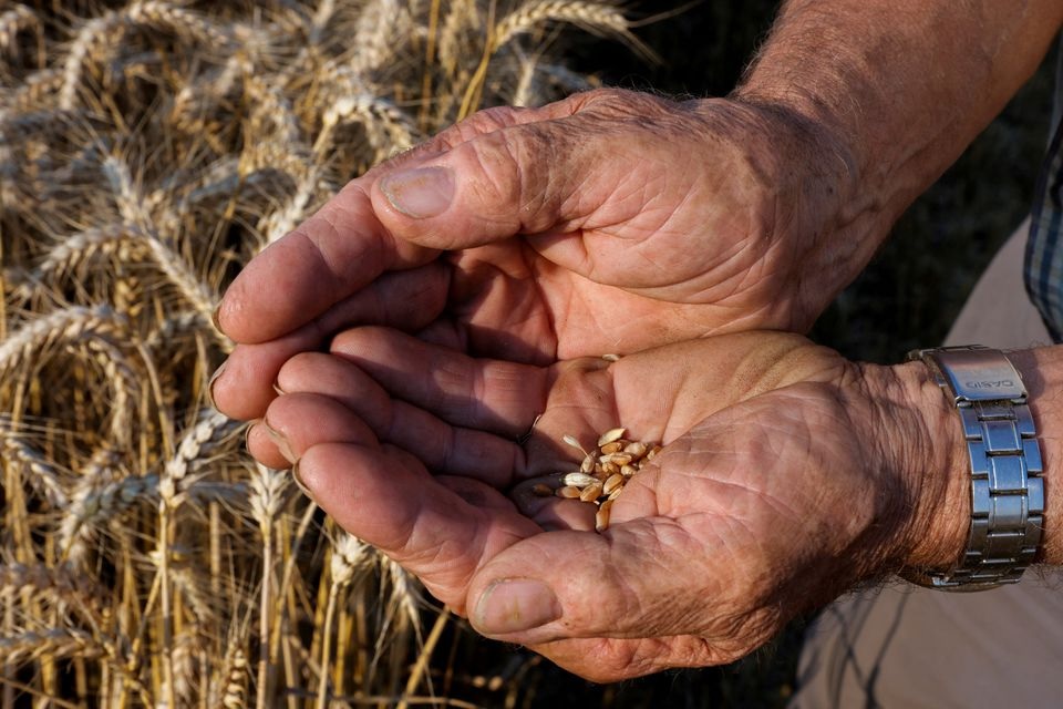 A French farmer displays grains of wheat as he harvests his field in Thun-L'Eveque, northern France, July 22, 2021. REUTERS/Pascal Rossignol/File Photo

