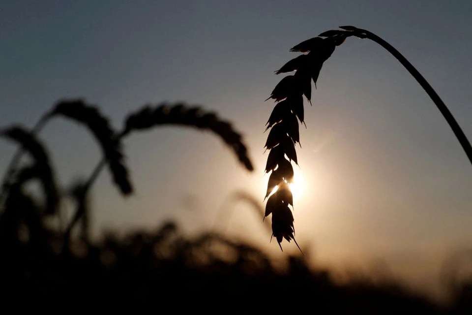 Ears of wheat are seen in a field near the village of Hrebeni in Kyiv region, Ukraine July 17, 2020. Picture taken July 17, 2020. REUTERS/Valentyn Ogirenko

