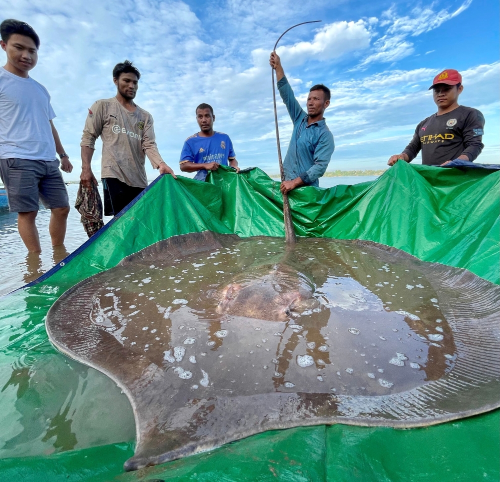 Local fishermen stand with a rescued 180-kilogram and 4-meter long giant freshwater stingray hooked by a fisherman's net at the Mekong River, in Stung Treng province, Cambodia May 5, 2022. Picture taken May 5, 2022. University of Nevada/Handout via REUTERS